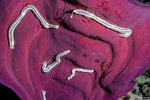 Synaptula