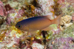 Chrysiptera