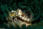 Syngnathinae