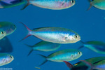 Lepidozygus