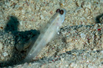 Ctenogobiops