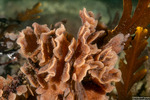 Bryozoa