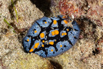 Phyllidia