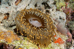 Corallimorphs