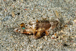 Platycephalidae