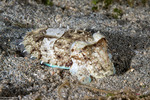 Cuttlefishes