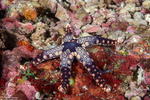Valvatacea