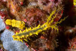 Echinozoa