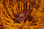 Alpheidae