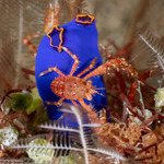 Galatheoidea