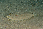 Pleuronectiformes
