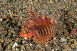 Dendrochirus