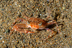 Crabs
