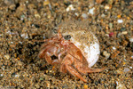 Spiropagurus