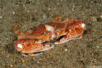 Portunoidea