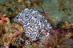 Botrylloides