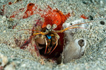 Mantis Shrimps