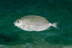 Siganus