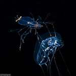 Scyllaridae