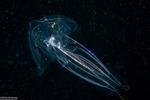 Ctenophora