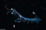 Mantis Shrimps