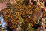 Tunicata