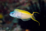 Blennies