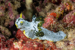 Nudibranchs