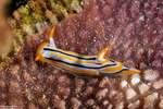 Nudipleura