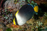 Chaetodontoplus