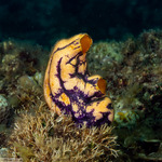 Tunicata
