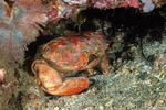 Xanthoidea
