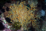 Basket Stars