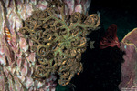 Basket Stars