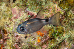 Nectamia
