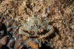 Crabs