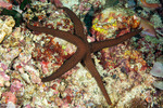 Sea Stars
