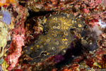 Leptoclinides