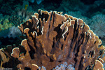 Heliopora