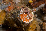 Vermetidae