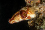 Polycarpa