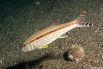 Upeneus