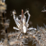 Xenocarcinus