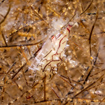 Ovulidae