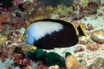 Angelfishes