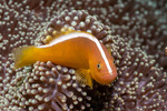 Anemonefishes