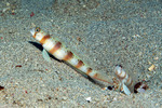 Amblyeleotris