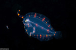 Flatfishes