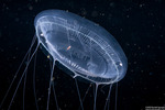 Jellies
