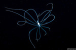 Anemones